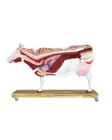 Modello di Bovino in scala 1 3 scomponibile in 15 parti EZ VET3300