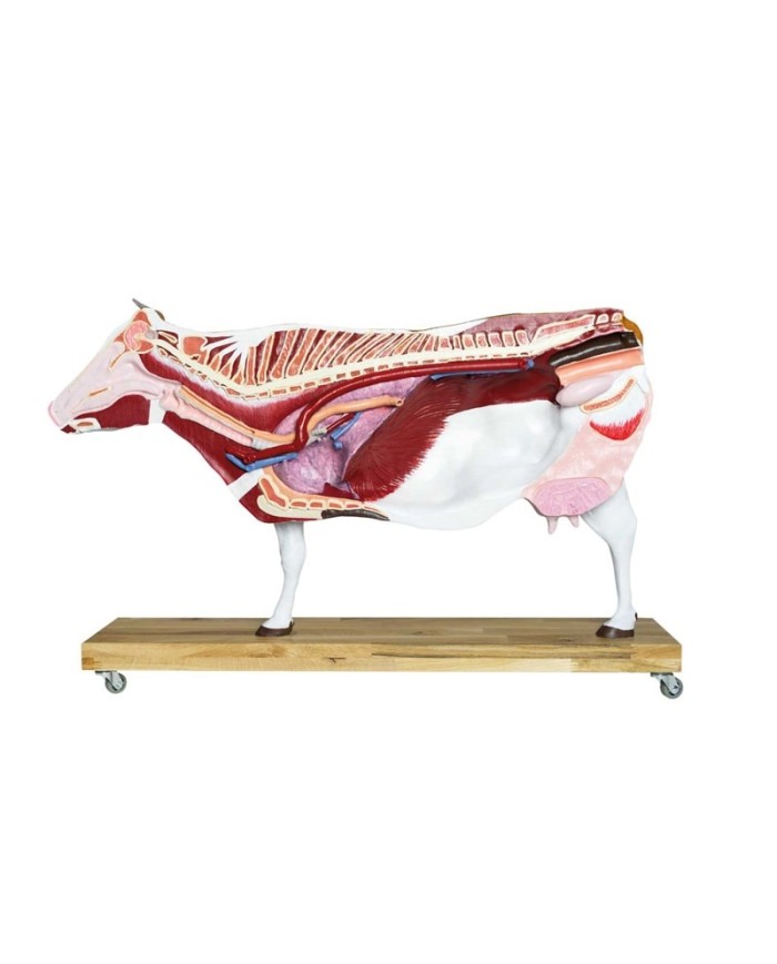 Modello di Bovino in scala 1 3 scomponibile in 15 parti EZ VET3300