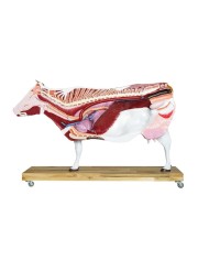 Modello di Bovino in scala 1 3 scomponibile in 15 parti EZ VET3300