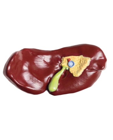 Modello di Bovino in scala 1 3 scomponibile in 15 parti EZ VET3300