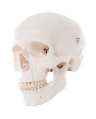 Cranio didattico scomponibile in 3 parti, modello anatomico 3B Scientific A20 Cranio didattico scomponibile in 3 parti, modello anatomico 3B Scientific A20