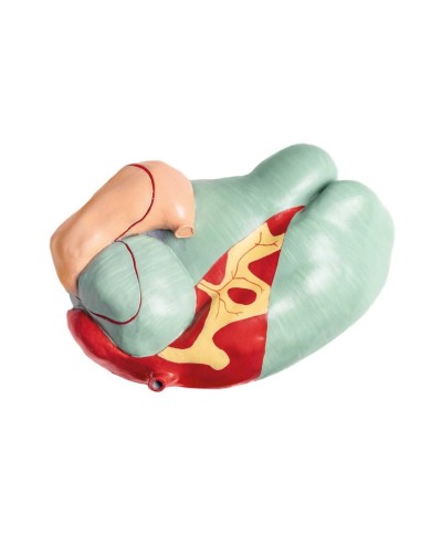 Modello di Bovino in scala 1 3 scomponibile in 15 parti EZ VET3300