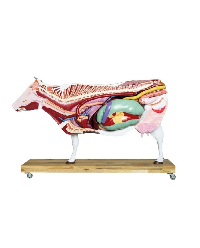 Modello di Bovino in scala 1 3 scomponibile in 15 parti EZ VET3300