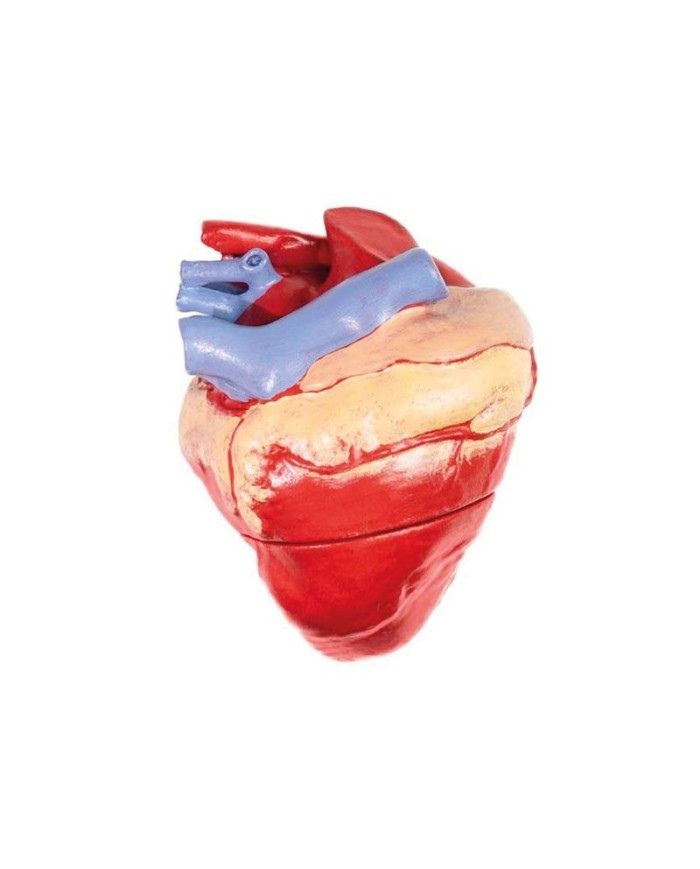 Modello di Bovino in scala 1 3 scomponibile in 15 parti EZ VET3300