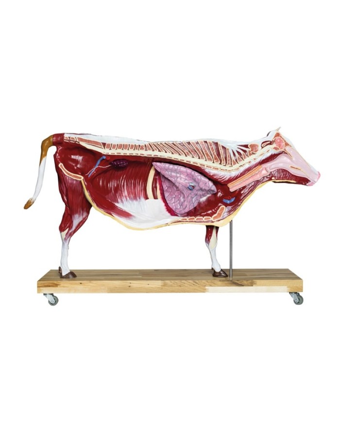 Modello di Bovino in scala 1 3 scomponibile in 15 parti EZ VET3300