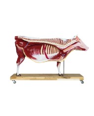 Modello di Bovino in scala 1 3 scomponibile in 15 parti EZ VET3300