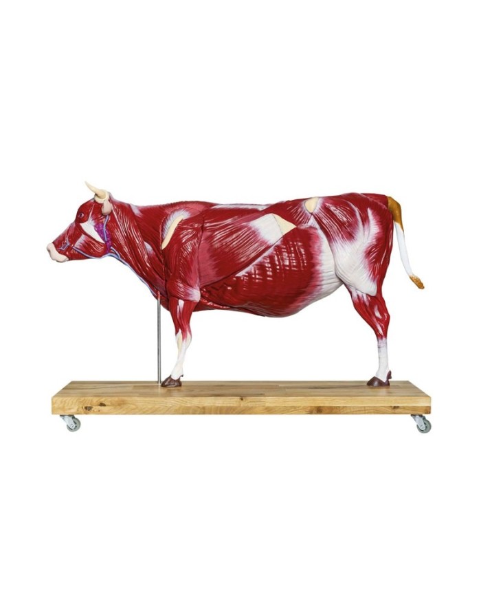 Modello di Bovino in scala 1 3 scomponibile in 15 parti EZ VET3300
