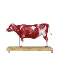 Modello di Bovino in scala 1 3 scomponibile in 15 parti EZ VET3300