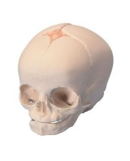 Modello anatomico di Cranio di feto A25 3B Scientific