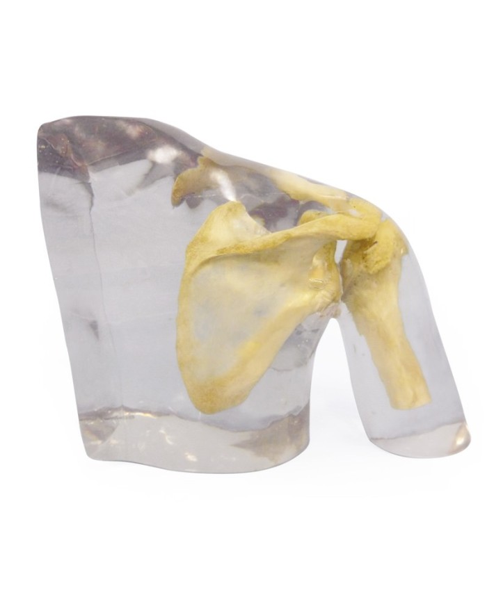 Simulatore per radiologia articolazione della spalla Trasparente EZ7