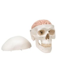 Cranio didattico scomponibile in 8 parti con cervello, modello anatomico 3B Scientific A20/9