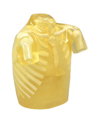 Simulatore per radiologia Torace radiografico con ossa artificiali Tras