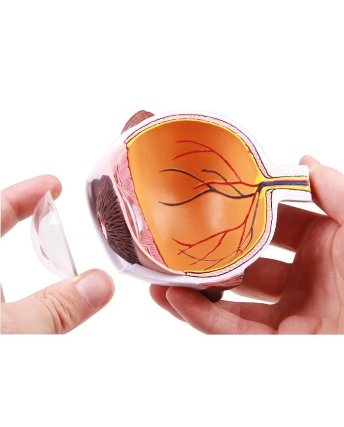 Erler Zimmer Met dell occhio ingrandita F50