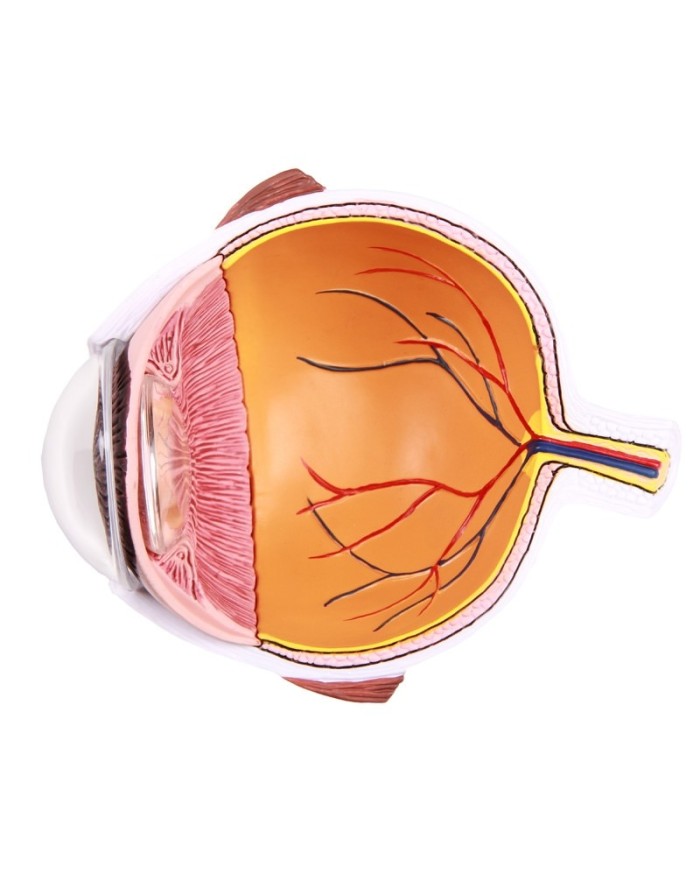 Erler Zimmer Met dell occhio ingrandita F50