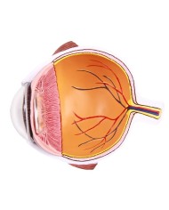 Erler Zimmer Met dell occhio ingrandita F50