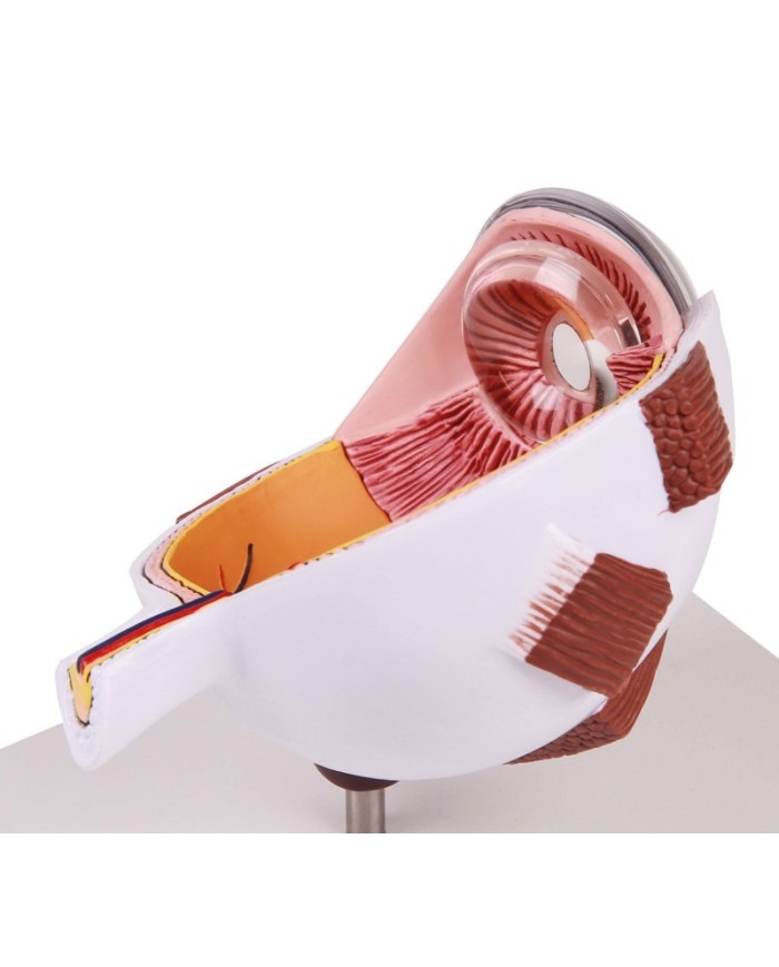 Erler Zimmer Met dell occhio ingrandita F50