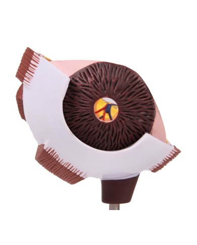 Erler Zimmer Met dell occhio ingrandita F50