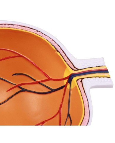 Erler Zimmer Met dell occhio ingrandita F50