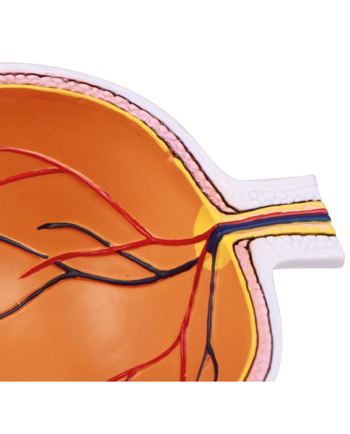 Erler Zimmer Met dell occhio ingrandita F50