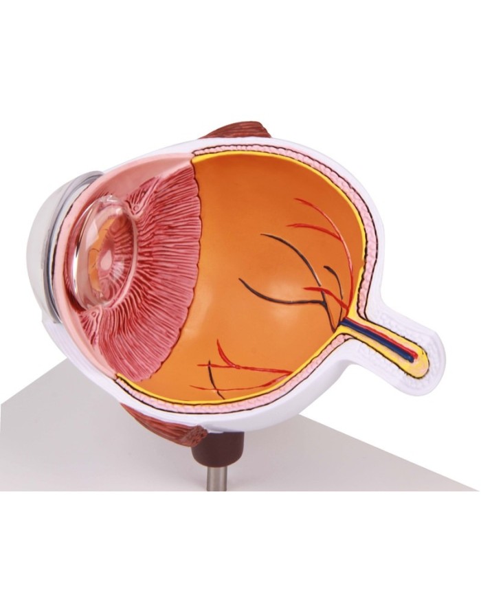 Erler Zimmer Met dell occhio ingrandita F50