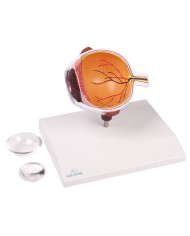 Erler Zimmer Met dell occhio ingrandita F50