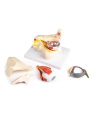 Erler Zimmer Occhio ingrandito con cavit oculare e palpebra F160