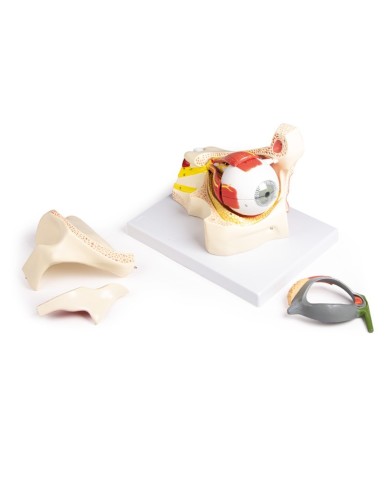 Erler Zimmer Occhio ingrandito con cavit oculare e palpebra F160