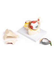 Erler Zimmer Occhio ingrandito con cavit oculare e palpebra F160