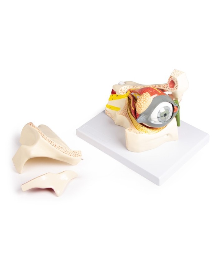 Erler Zimmer Occhio ingrandito con cavit oculare e palpebra F160