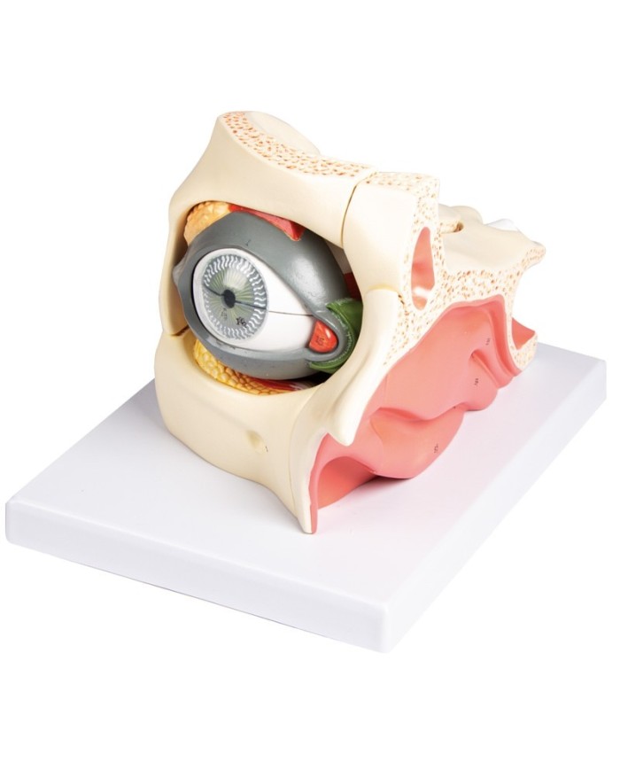 Erler Zimmer Occhio ingrandito con cavit oculare e palpebra F160