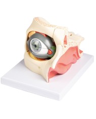 Erler Zimmer Occhio ingrandito con cavit oculare e palpebra F160