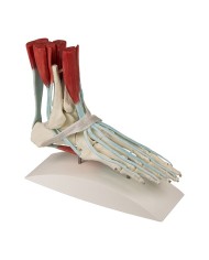 Erler Zimmer, modello anatomico di scheletro del piede con legamenti 6052