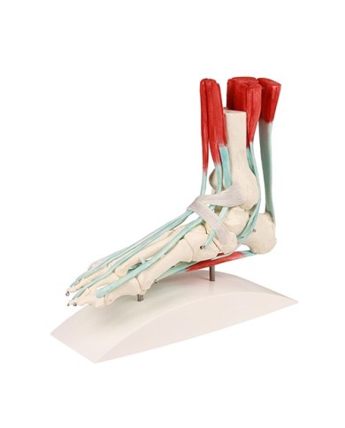 Erler Zimmer, modello anatomico di scheletro del piede con legamenti 6052 Erler Zimmer, modello anatomico di scheletro del piede con legamenti 6052