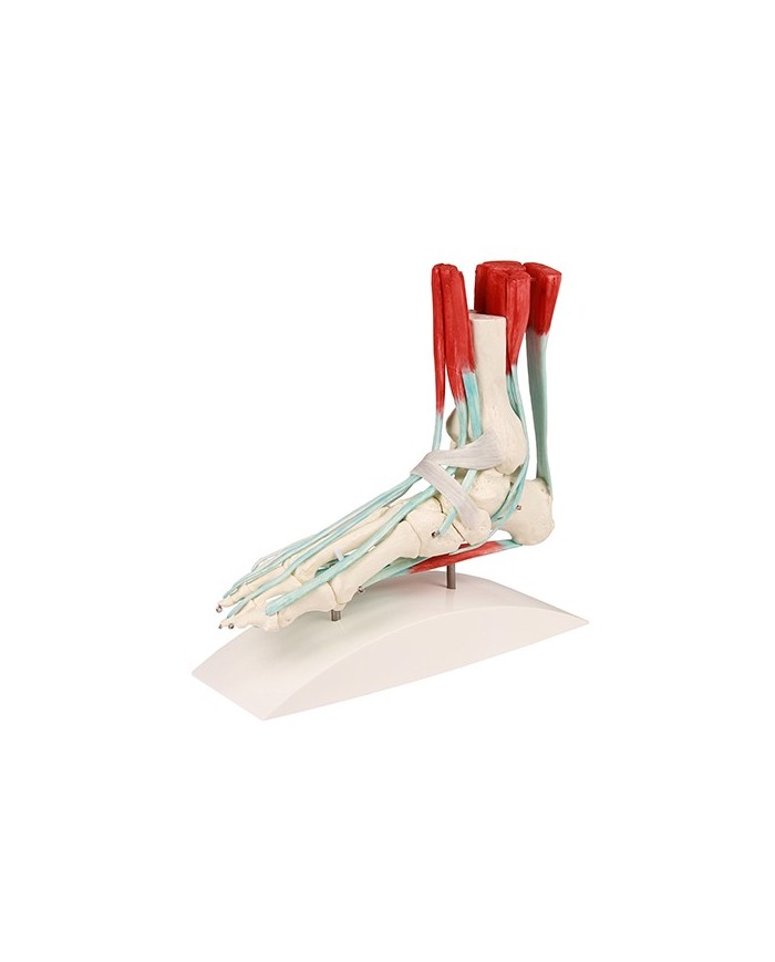 Erler Zimmer, modello anatomico di scheletro del piede con legamenti 6052
