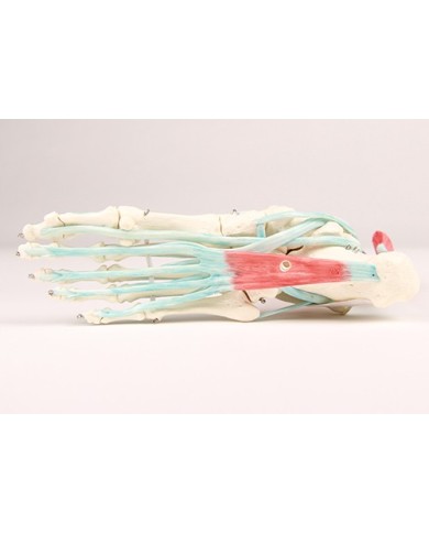 Erler Zimmer, modello anatomico di scheletro del piede con legamenti 6052 Erler Zimmer, modello anatomico di scheletro del piede con legamenti 6052