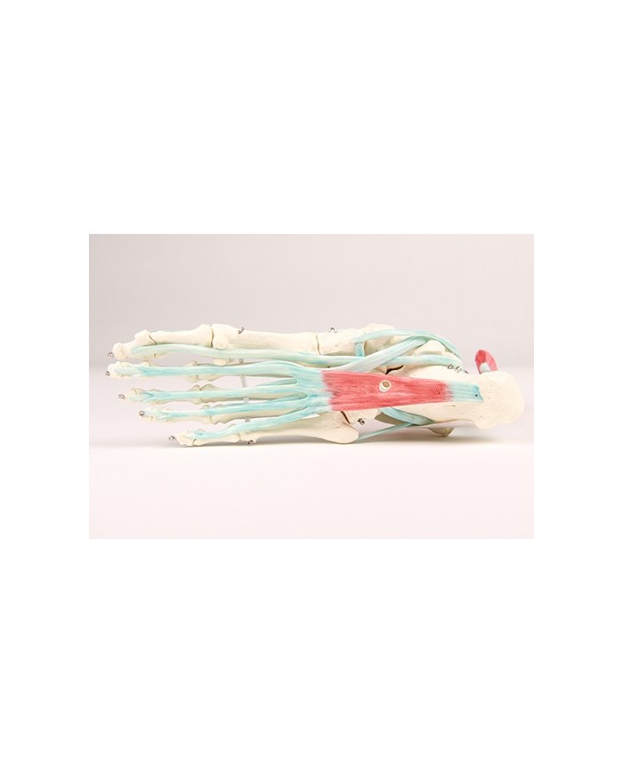 Erler Zimmer, modello anatomico di scheletro del piede con legamenti 6052