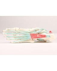 Erler Zimmer, modello anatomico di scheletro del piede con legamenti 6052