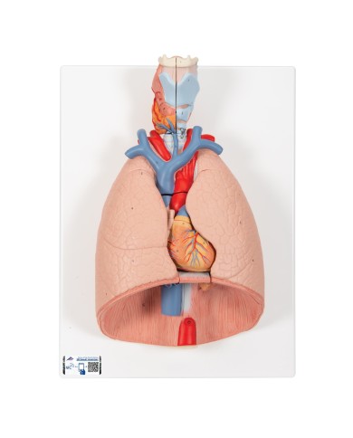 Polmone con laringe scomponibile in 7 parti 3B Scientific G15