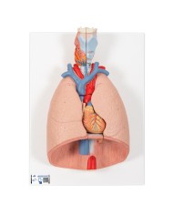 Polmone con laringe scomponibile in 7 parti 3B Scientific G15