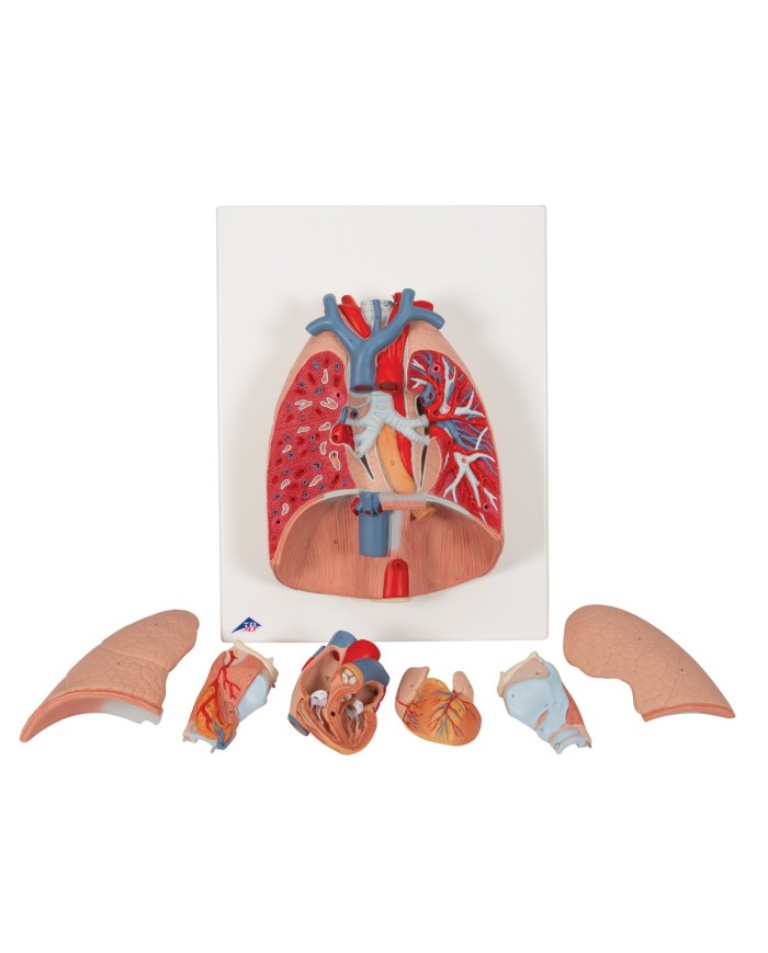Polmone con laringe scomponibile in 7 parti 3B Scientific G15