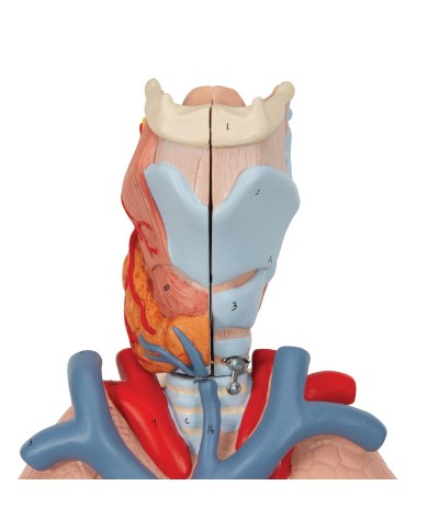 Polmone con laringe scomponibile in 7 parti 3B Scientific G15