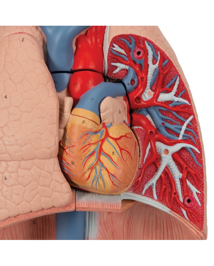 Polmone con laringe scomponibile in 7 parti 3B Scientific G15