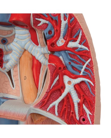 Polmone con laringe scomponibile in 7 parti 3B Scientific G15