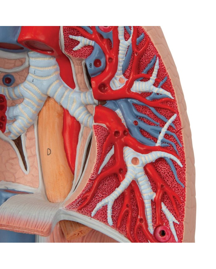 Polmone con laringe scomponibile in 7 parti 3B Scientific G15