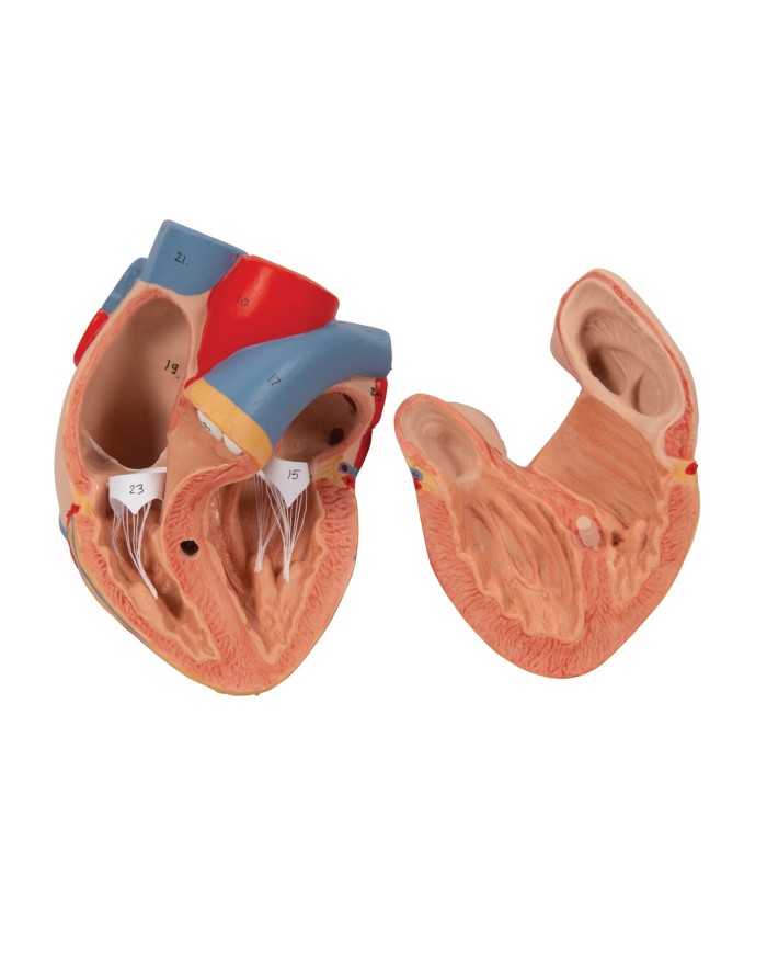 Polmone con laringe scomponibile in 7 parti 3B Scientific G15