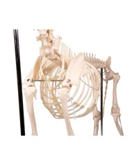 Scheletro di Cane a grandezza naturale Erler Zimmer VET1700 Scheletro di Cane a grandezza naturale Erler Zimmer VET1700