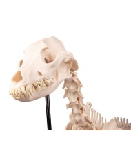 Scheletro di Cane a grandezza naturale Erler Zimmer VET1700 Scheletro di Cane a grandezza naturale Erler Zimmer VET1700