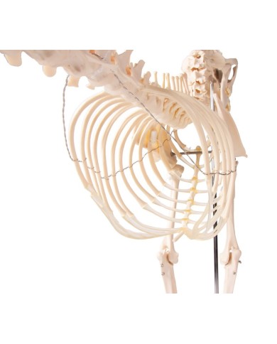 Scheletro di Cane a grandezza naturale Erler Zimmer VET1700