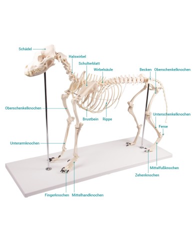 Scheletro di Cane a grandezza naturale Erler Zimmer VET1700