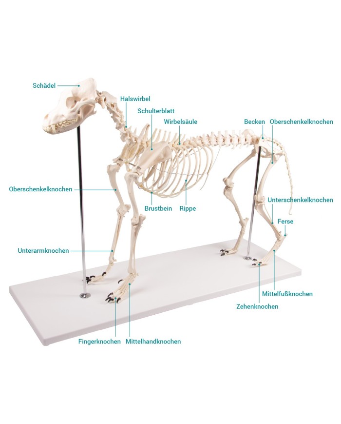 Scheletro di Cane a grandezza naturale Erler Zimmer VET1700 Scheletro di Cane a grandezza naturale Erler Zimmer VET1700